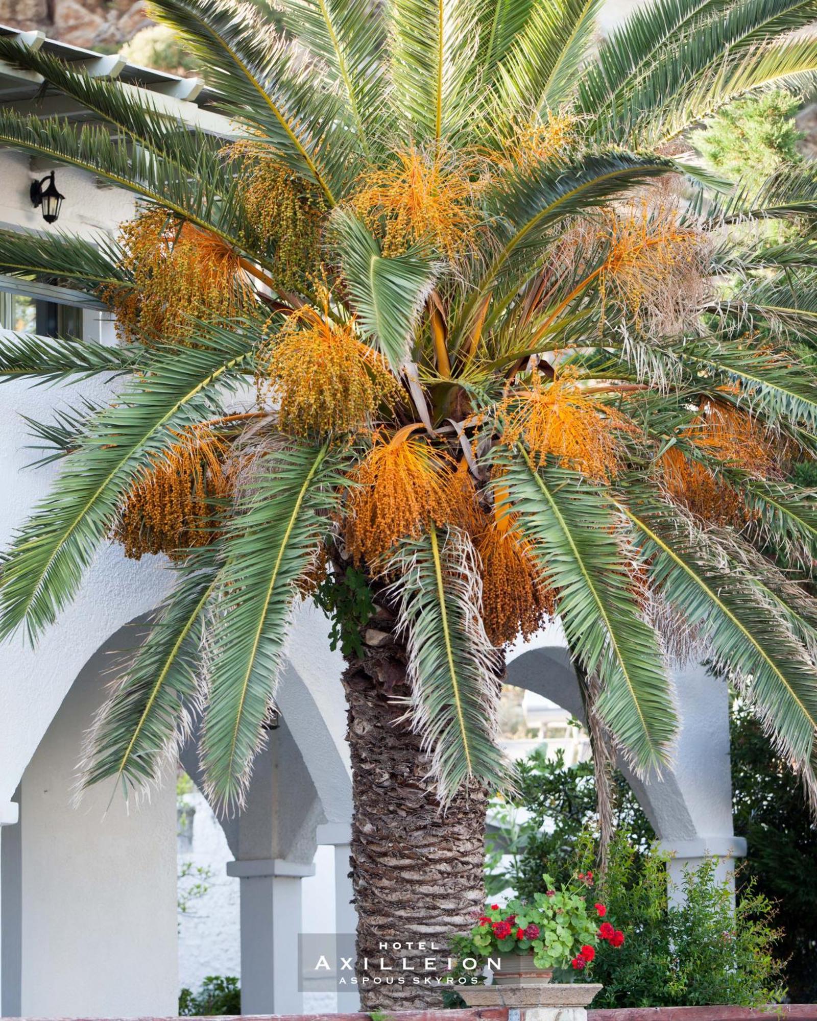 Achilleion Hotel 斯基罗斯岛 外观 照片